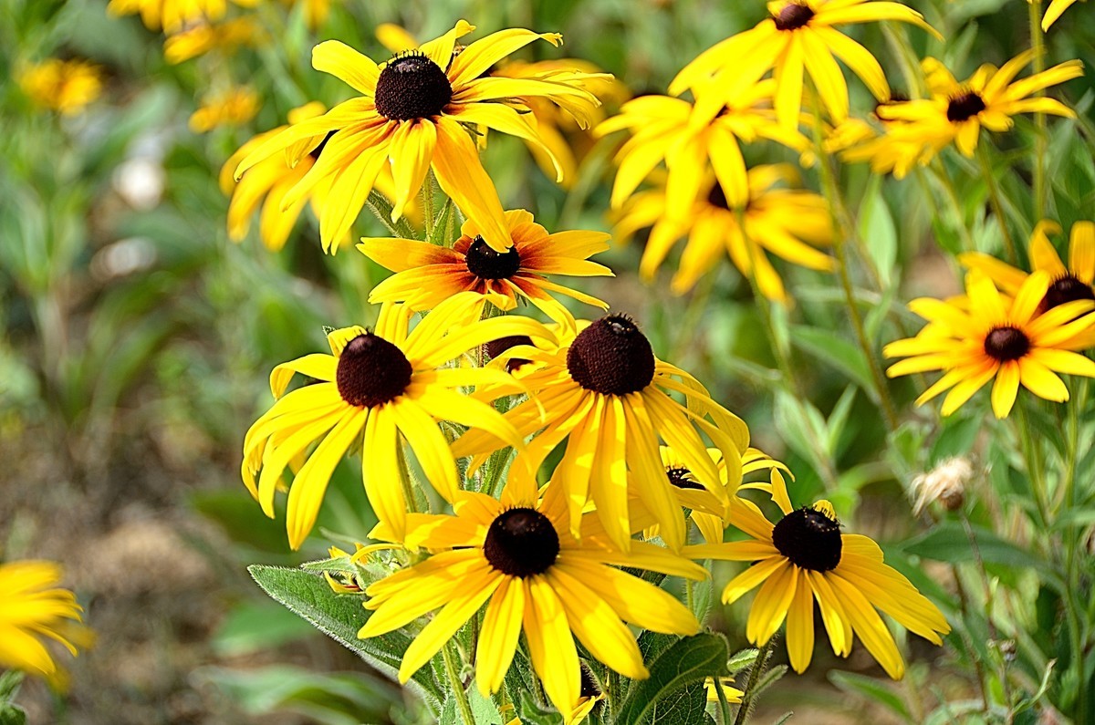 2024黑心菊（4）