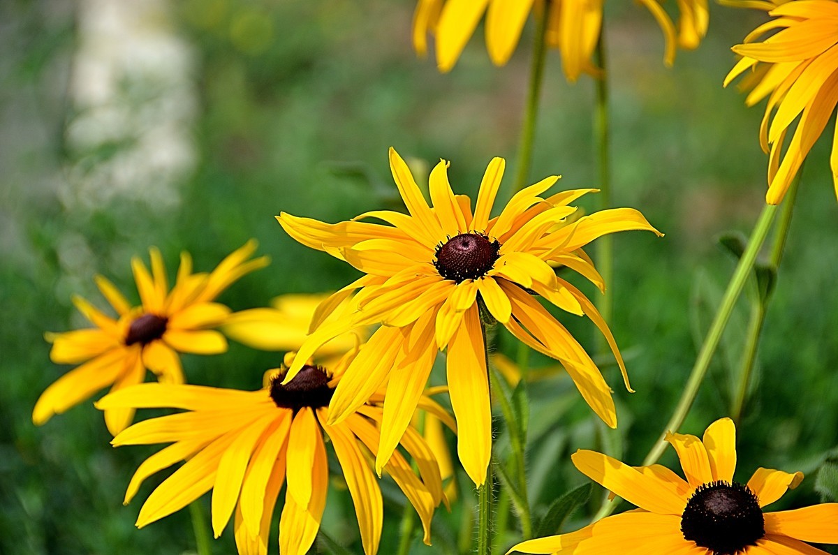 2024黑心菊（4）