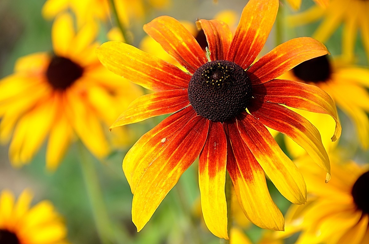 2024黑心菊（4）