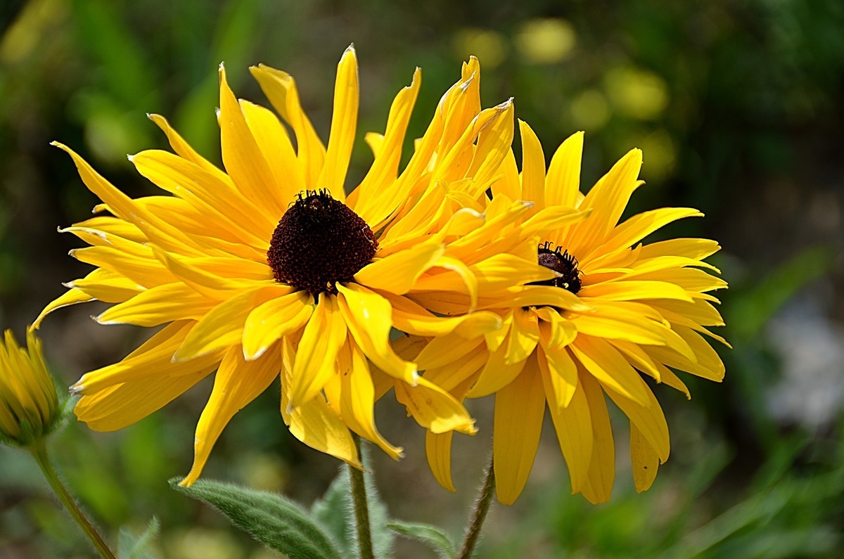 2024黑心菊（4）