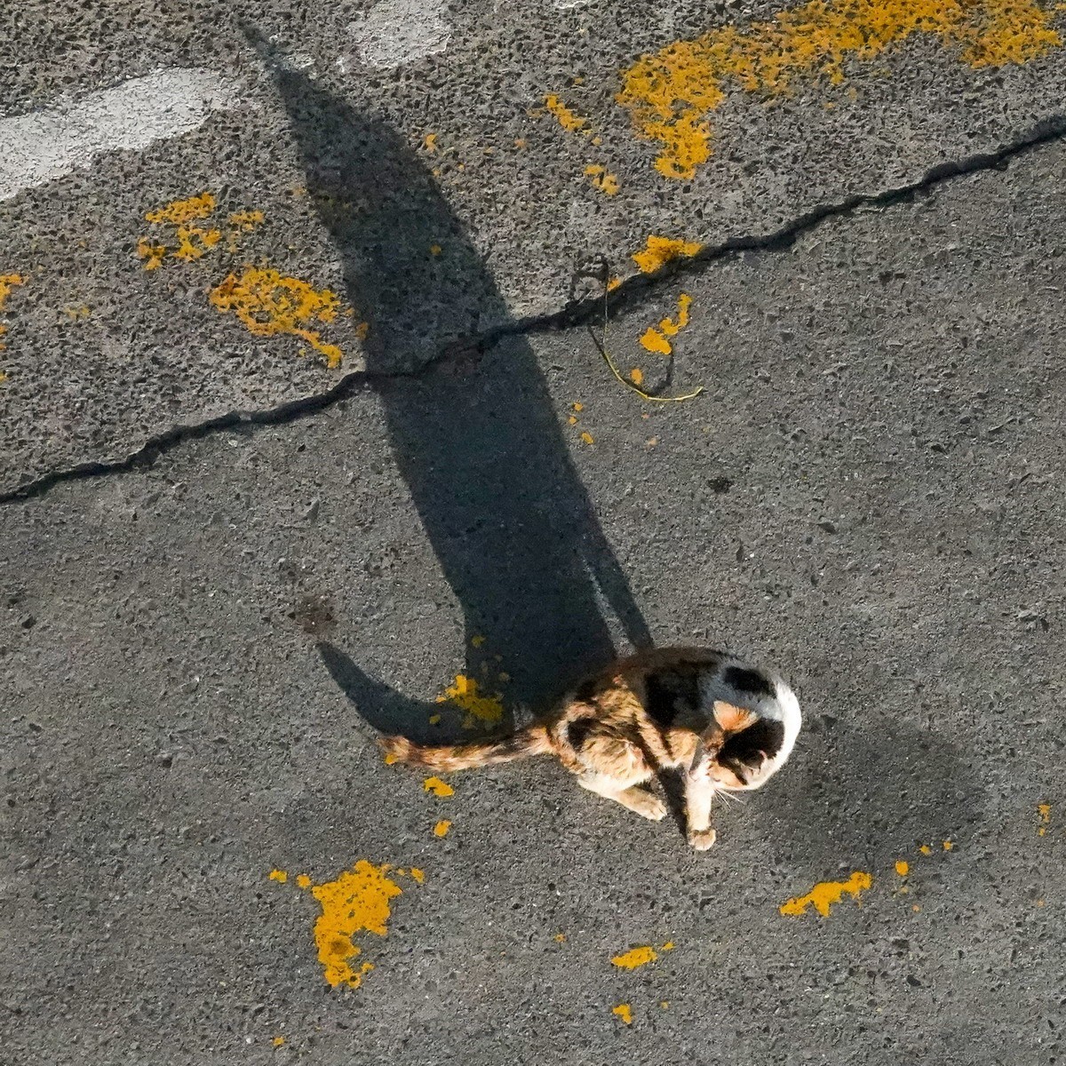 八楼视角3----饿瘦了的流浪猫