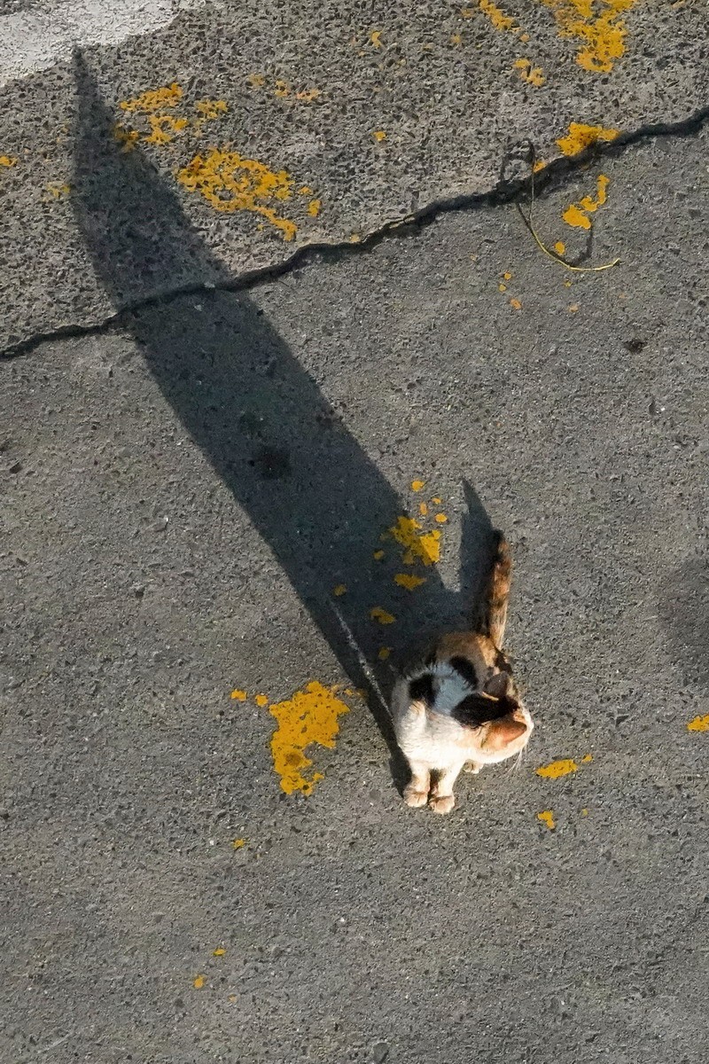八楼视角3----饿瘦了的流浪猫