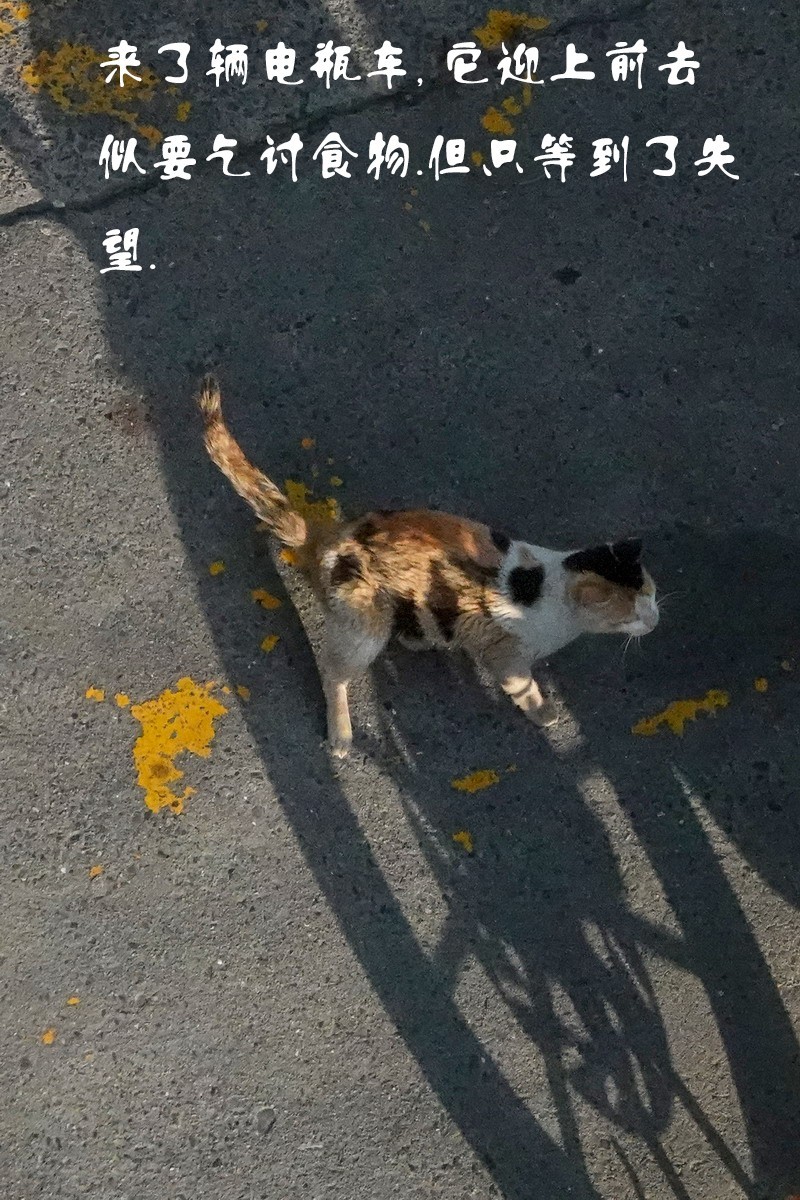八楼视角3----饿瘦了的流浪猫
