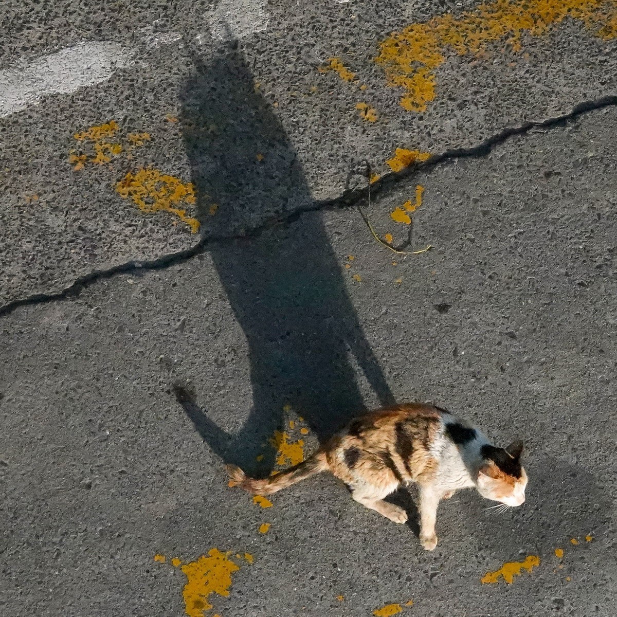 八楼视角3----饿瘦了的流浪猫