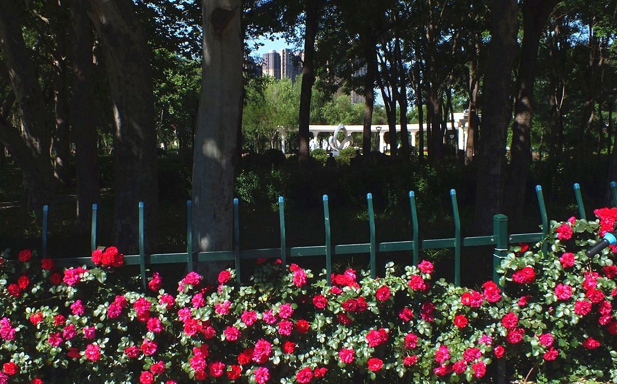 街心口袋公园速写--11P