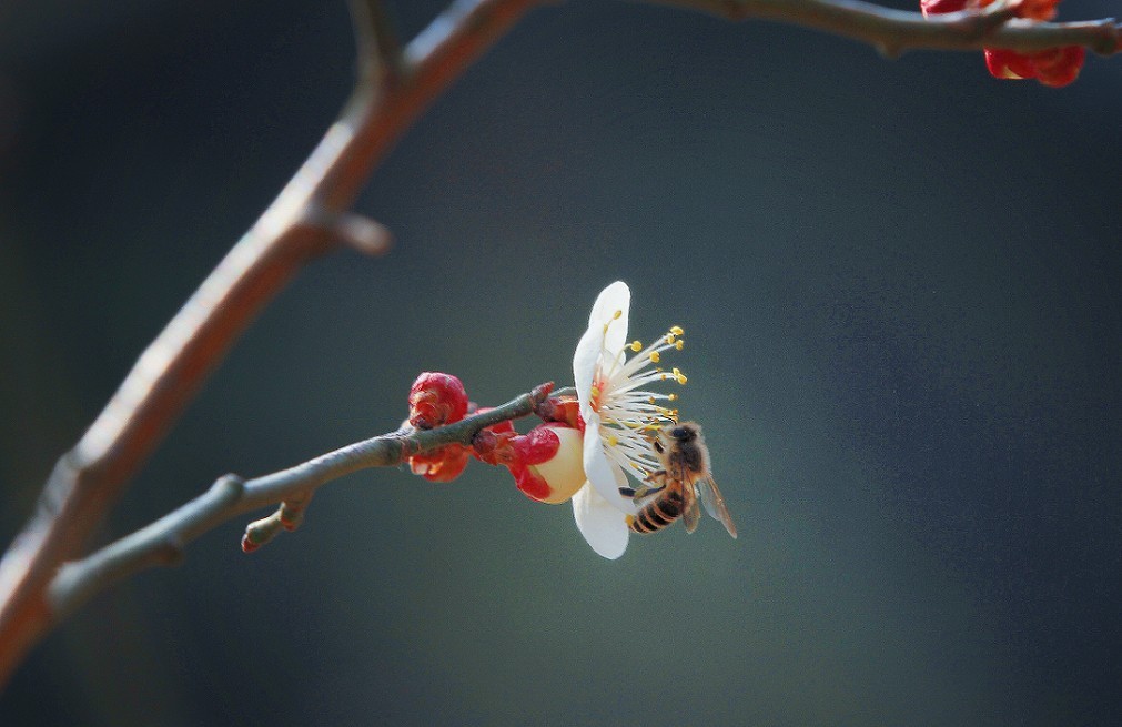 万分激动迎春帖改技术贴《春天梅花迎春花还有鸟和大妹妹》憋了三天终于上来了！