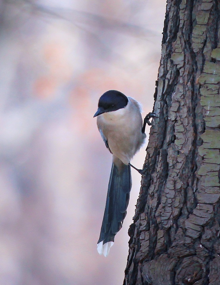 万分激动迎春帖改技术贴《春天梅花迎春花还有鸟和大妹妹》憋了三天终于上来了！