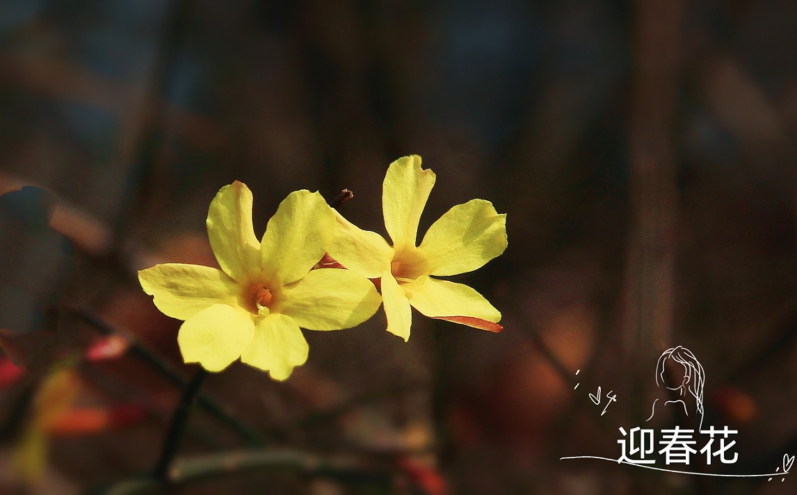 万分激动迎春帖改技术贴《春天梅花迎春花还有鸟和大妹妹》憋了三天终于上来了！