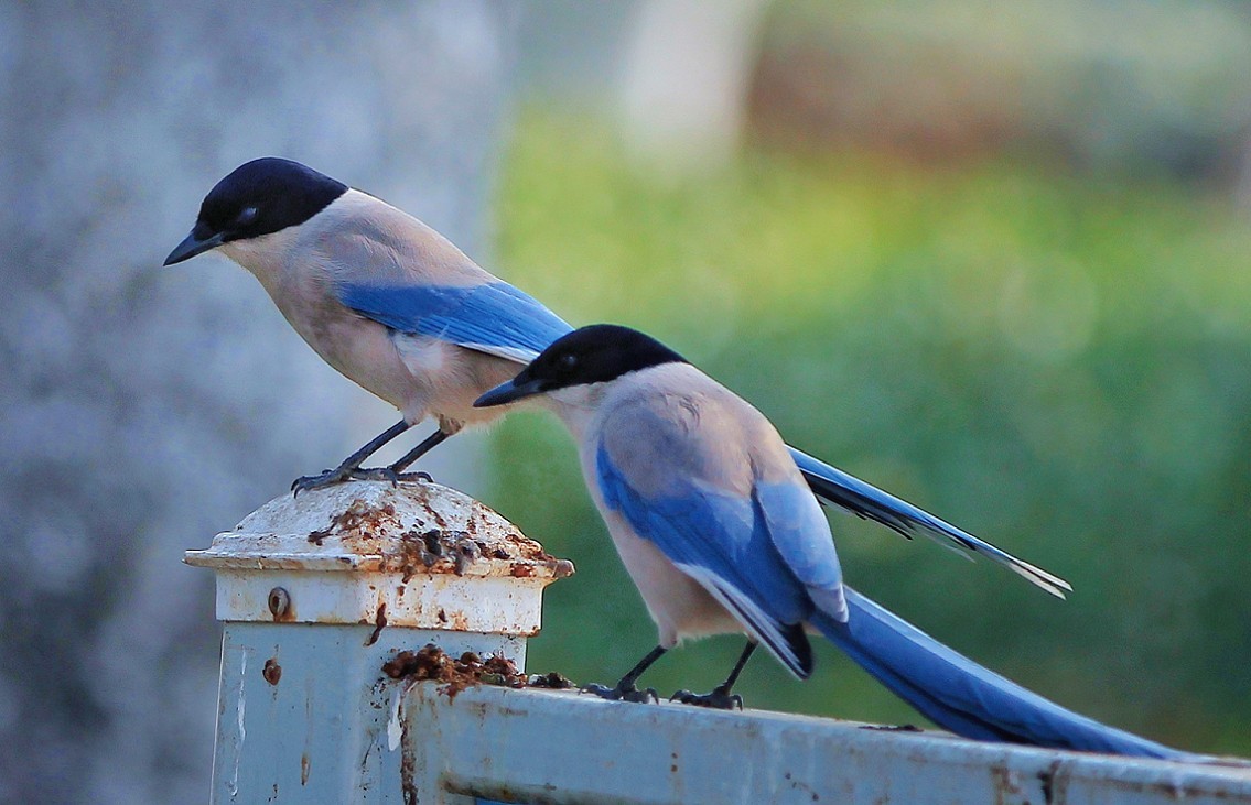 万分激动迎春帖改技术贴《春天梅花迎春花还有鸟和大妹妹》憋了三天终于上来了！