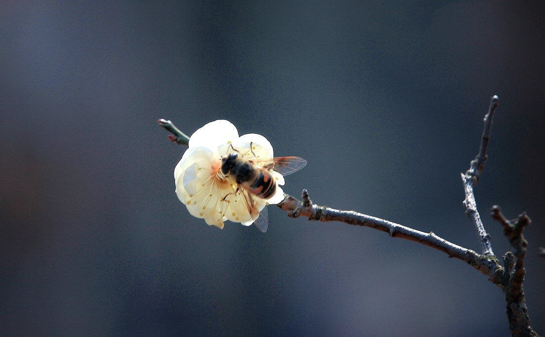 万分激动迎春帖改技术贴《春天梅花迎春花还有鸟和大妹妹》憋了三天终于上来了！