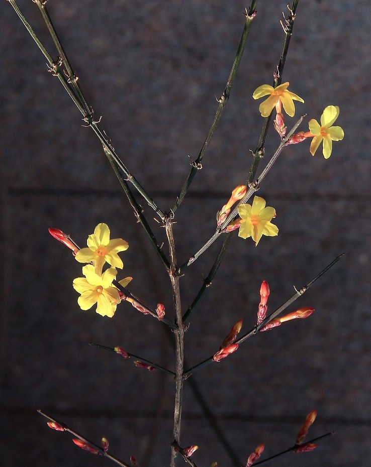 万分激动迎春帖改技术贴《春天梅花迎春花还有鸟和大妹妹》憋了三天终于上来了！
