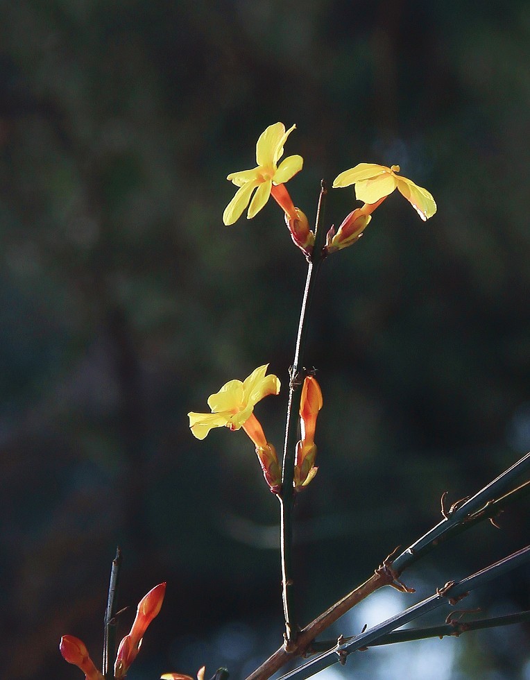 万分激动迎春帖改技术贴《春天梅花迎春花还有鸟和大妹妹》憋了三天终于上来了！