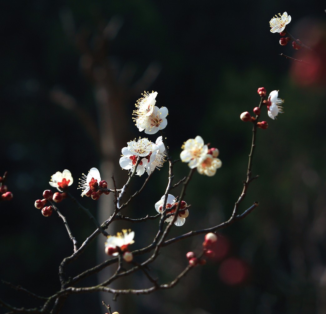 万分激动迎春帖改技术贴《春天梅花迎春花还有鸟和大妹妹》憋了三天终于上来了！