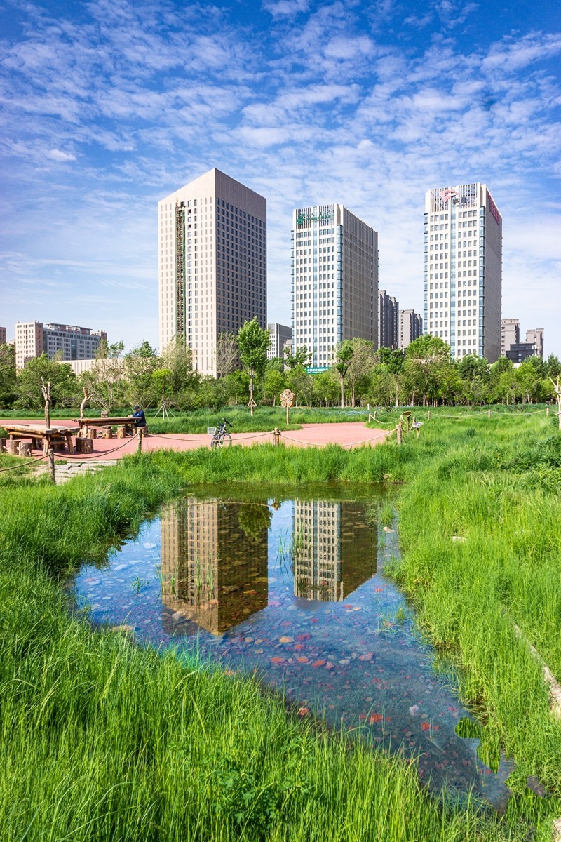 小草公园 草的世界