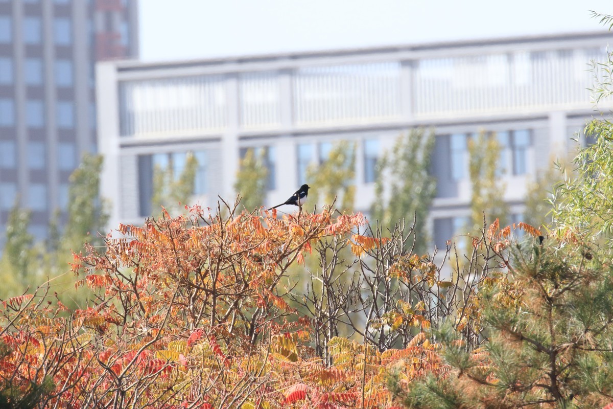 滨河湿地公园随拍