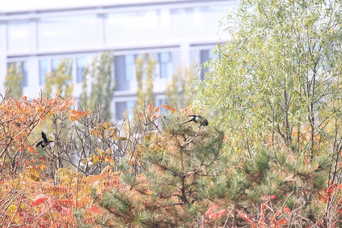 滨河湿地公园随拍