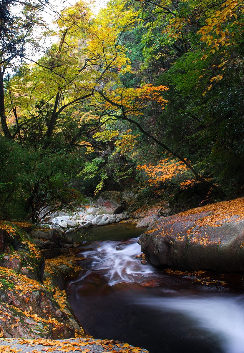 层林尽染红叶时，醉美光雾山