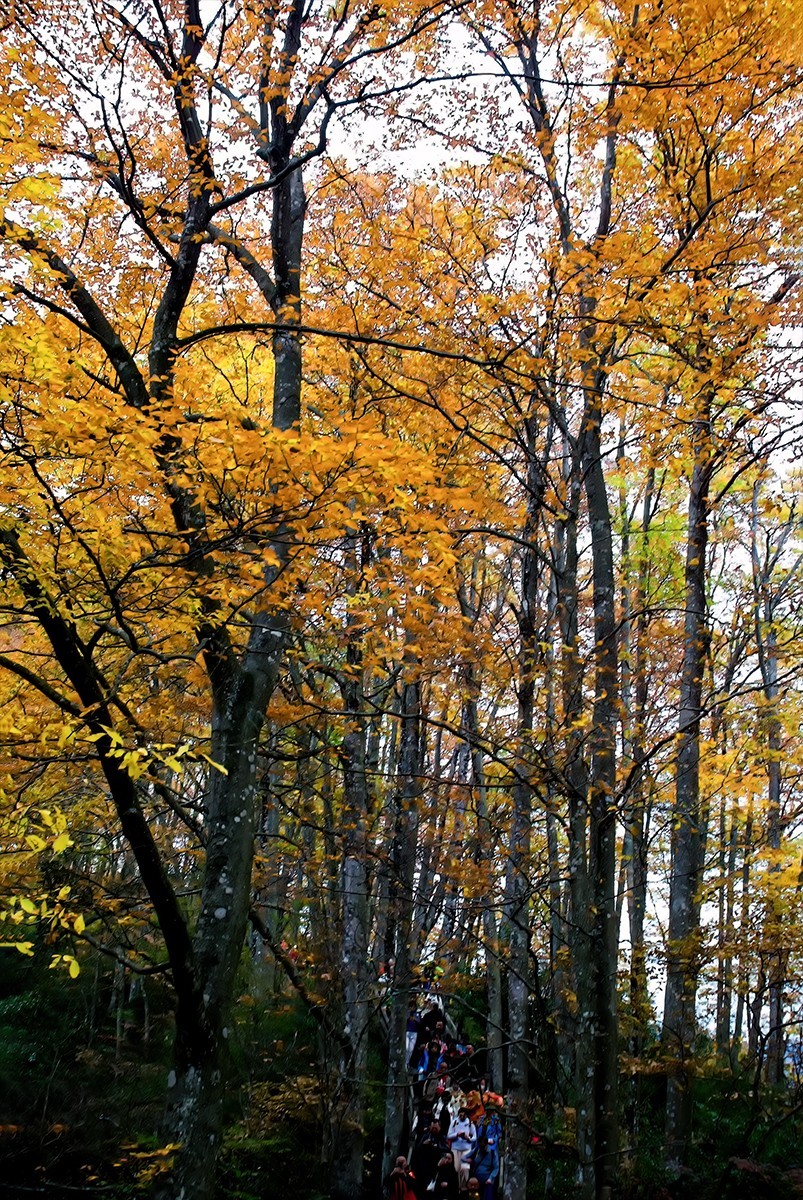 层林尽染红叶时，醉美光雾山