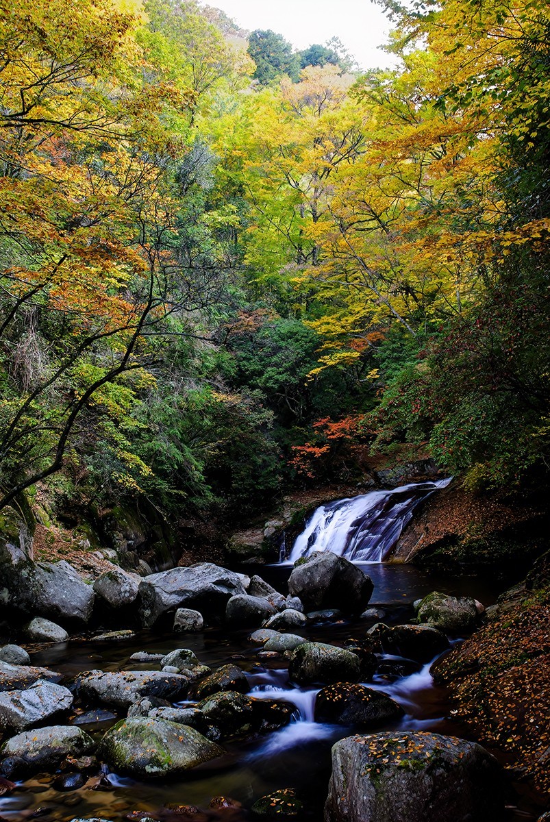 层林尽染红叶时，醉美光雾山