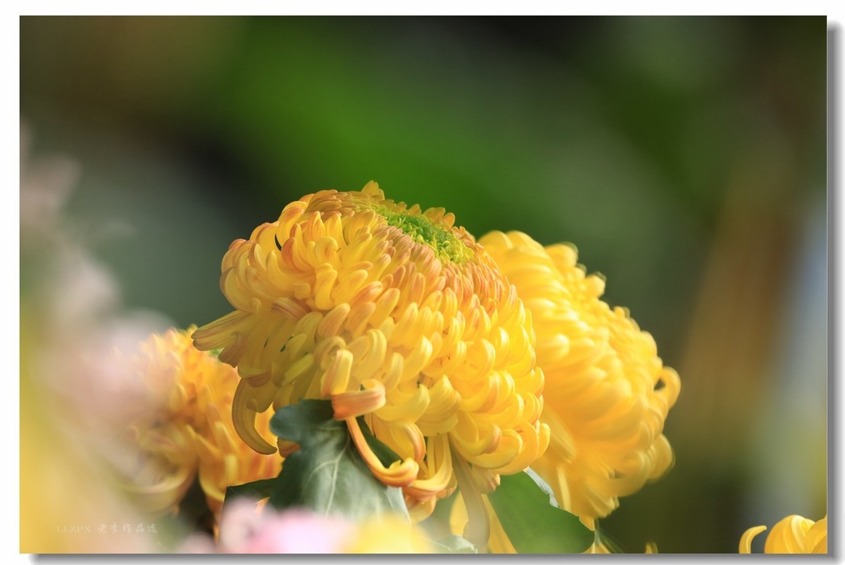 秋菊--北京市市花