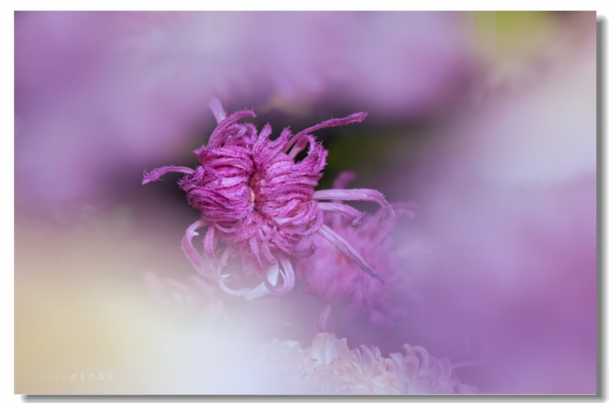 秋菊--北京市市花