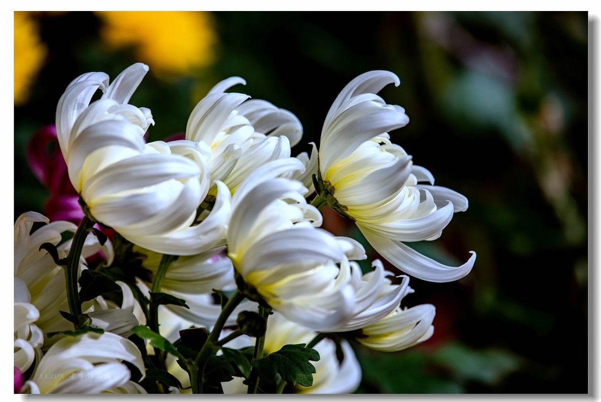 秋菊--北京市市花