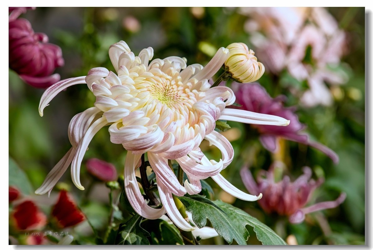 秋菊--北京市市花