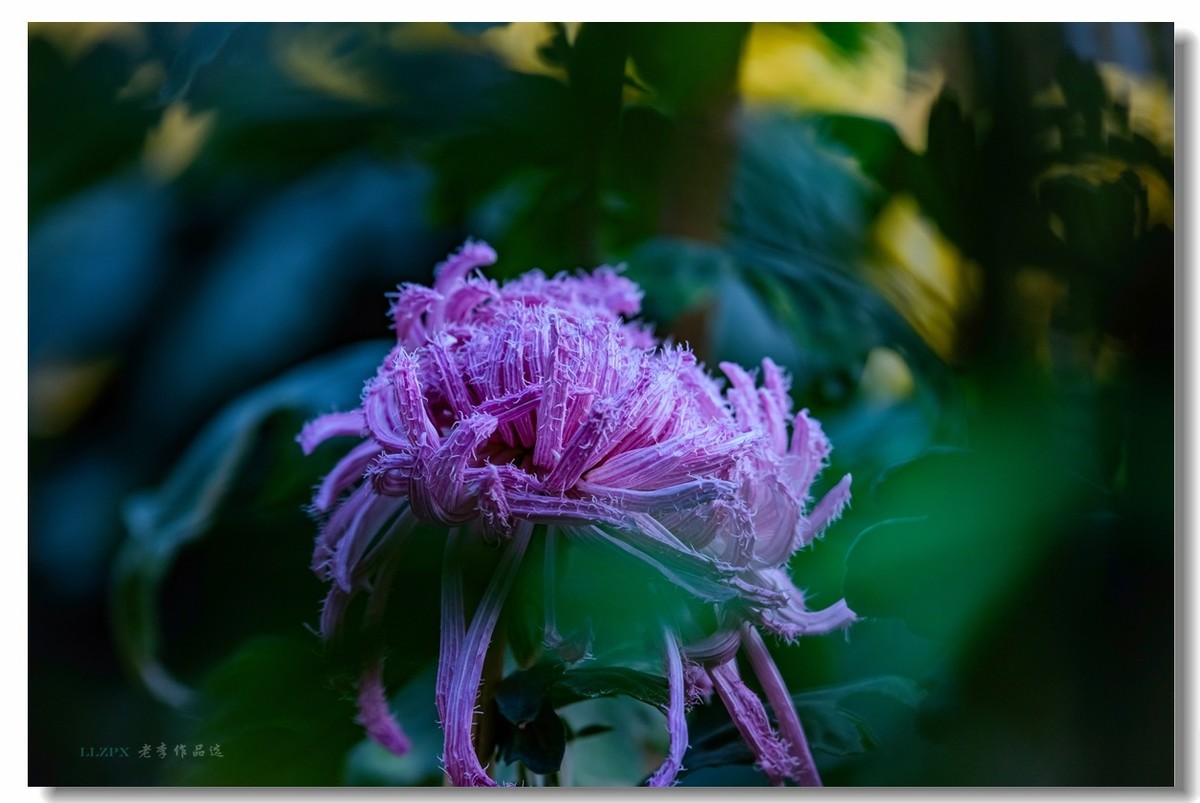 秋菊--北京市市花
