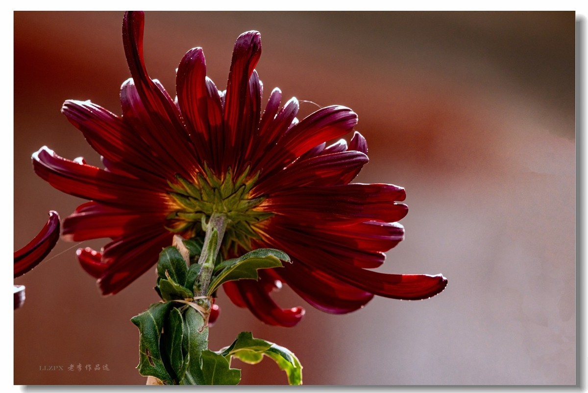 秋菊--北京市市花