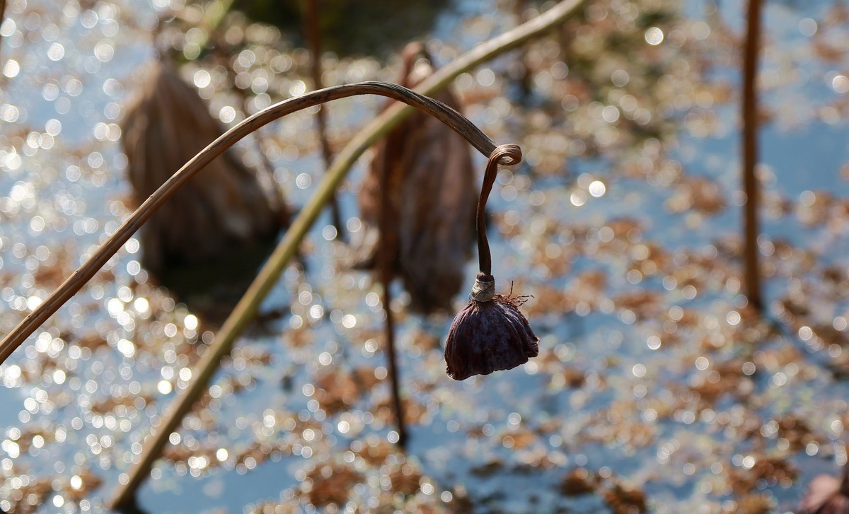 略微有点杂乱的冬日残荷