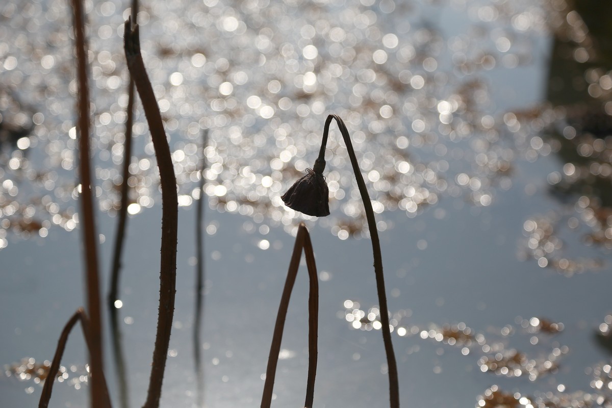 略微有点杂乱的冬日残荷