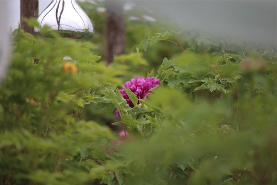 春天百花争艳牡丹悄悄绽放