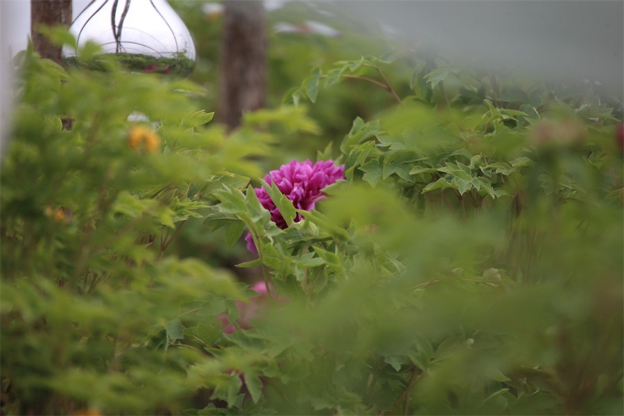 春天百花争艳牡丹悄悄绽放