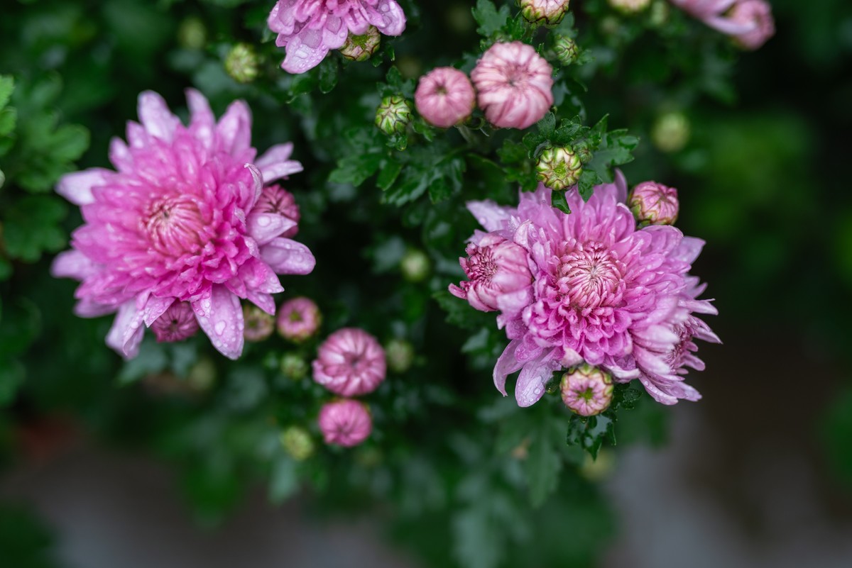 花卉世界影集－1