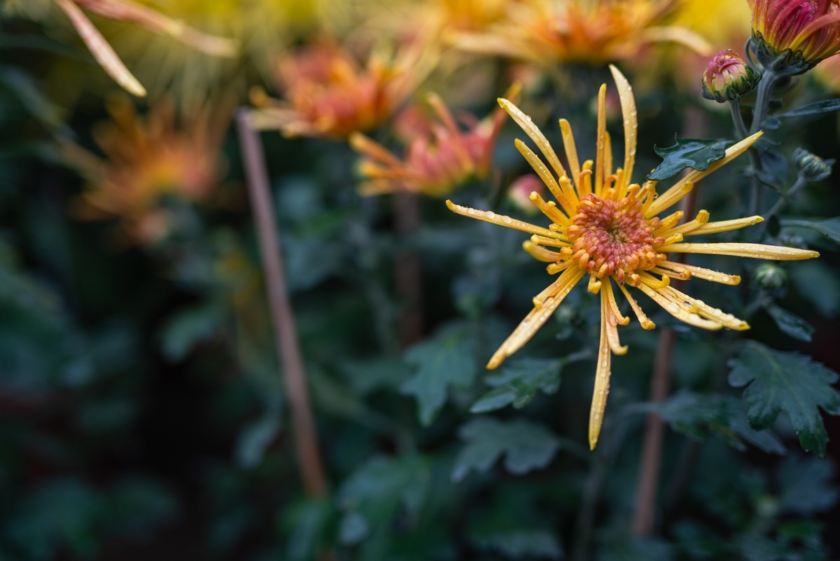 花卉世界影集－1