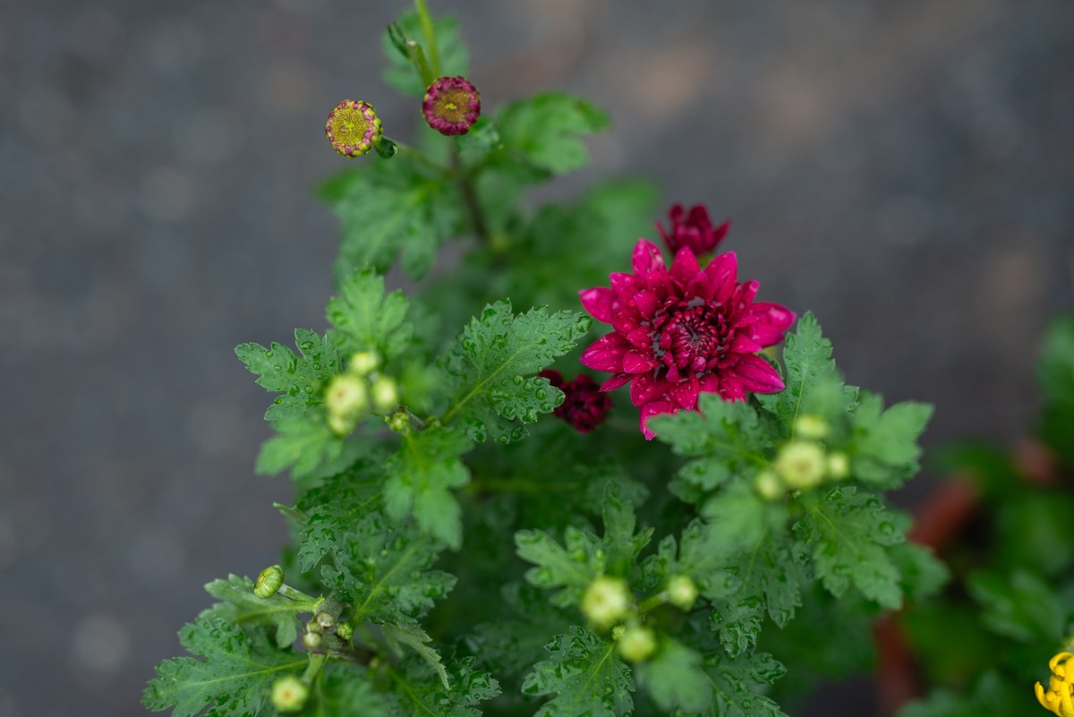 花卉世界影集－1