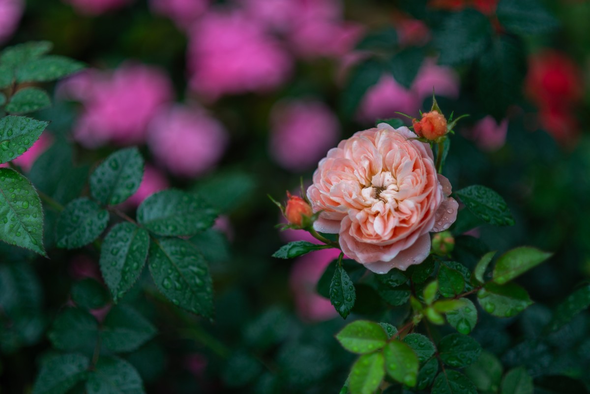 花卉世界影集－1