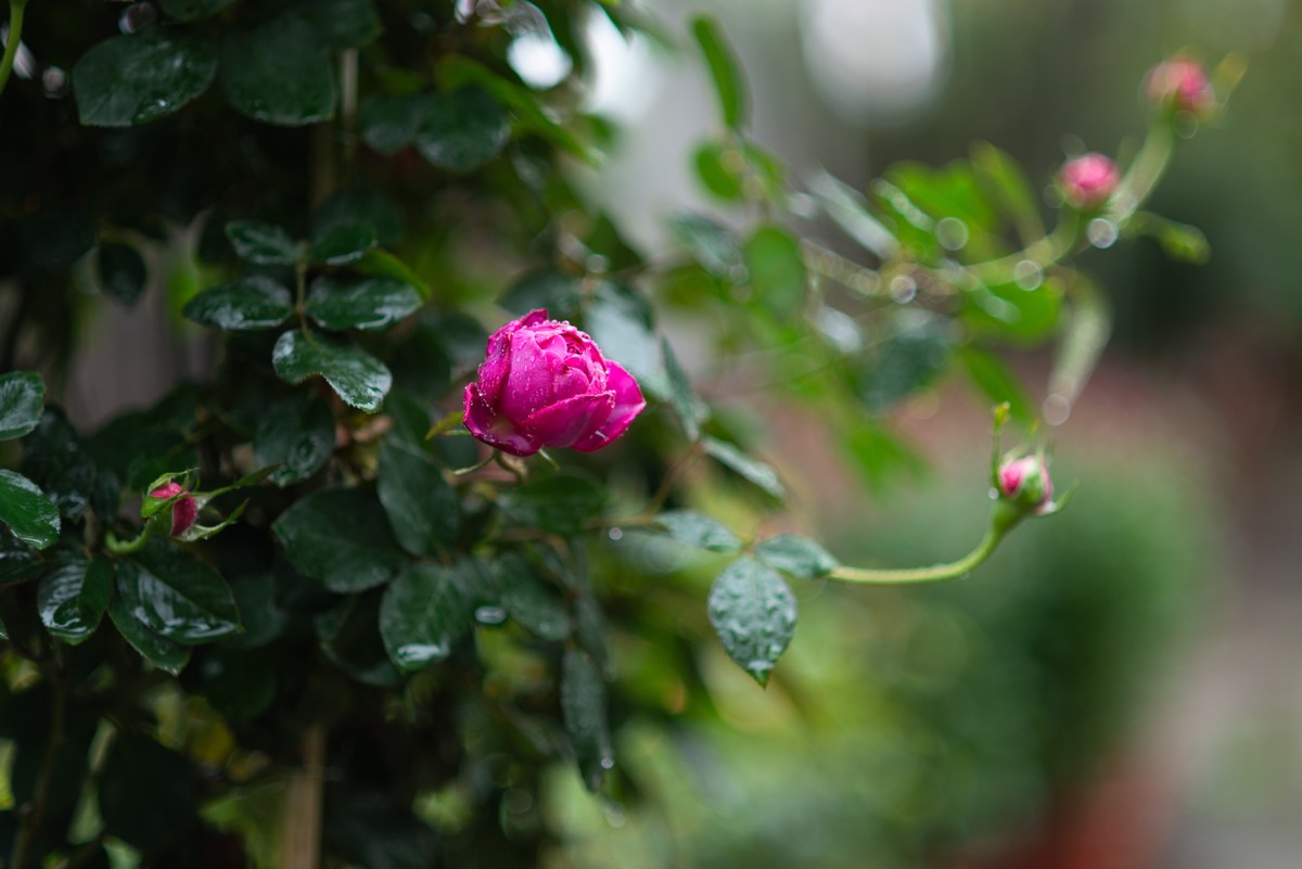 花卉世界影集－1