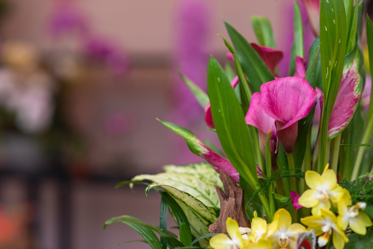 花卉世界影集－1