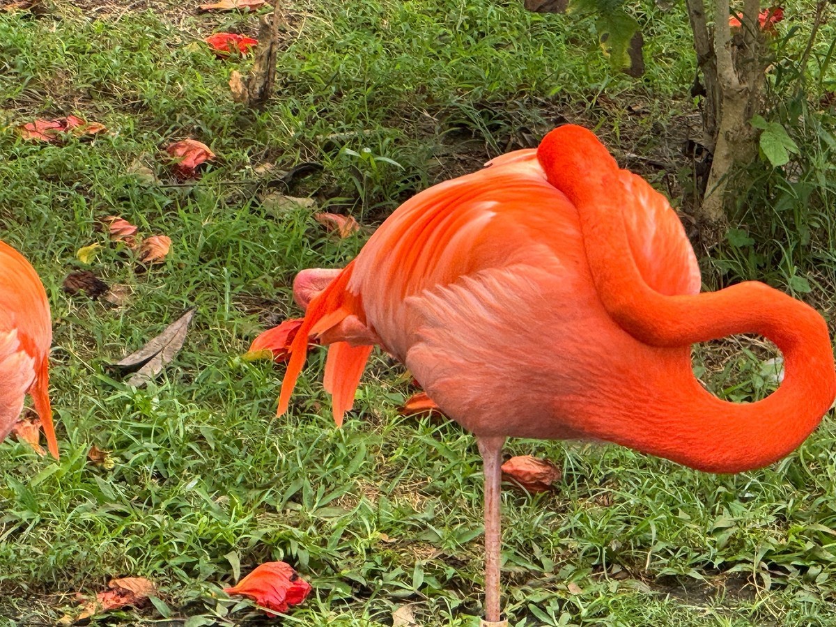 澄迈富力红树湾--火烈鸟[手机图]