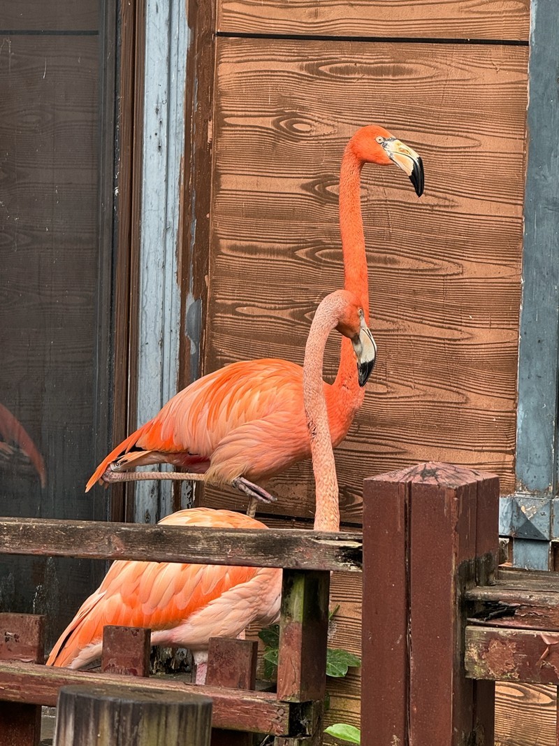 澄迈富力红树湾--火烈鸟[手机图]