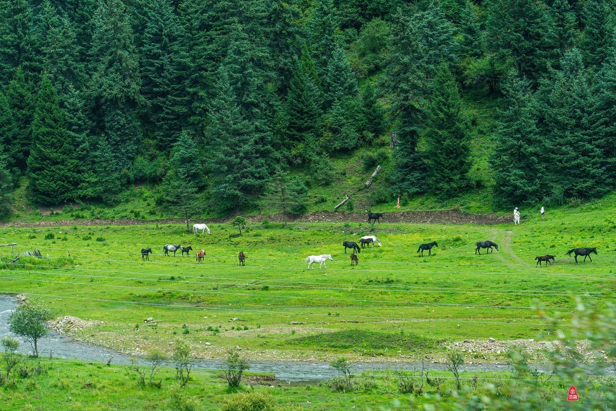 四川行(四) ----镇江关至黄龙途中的景色(续）