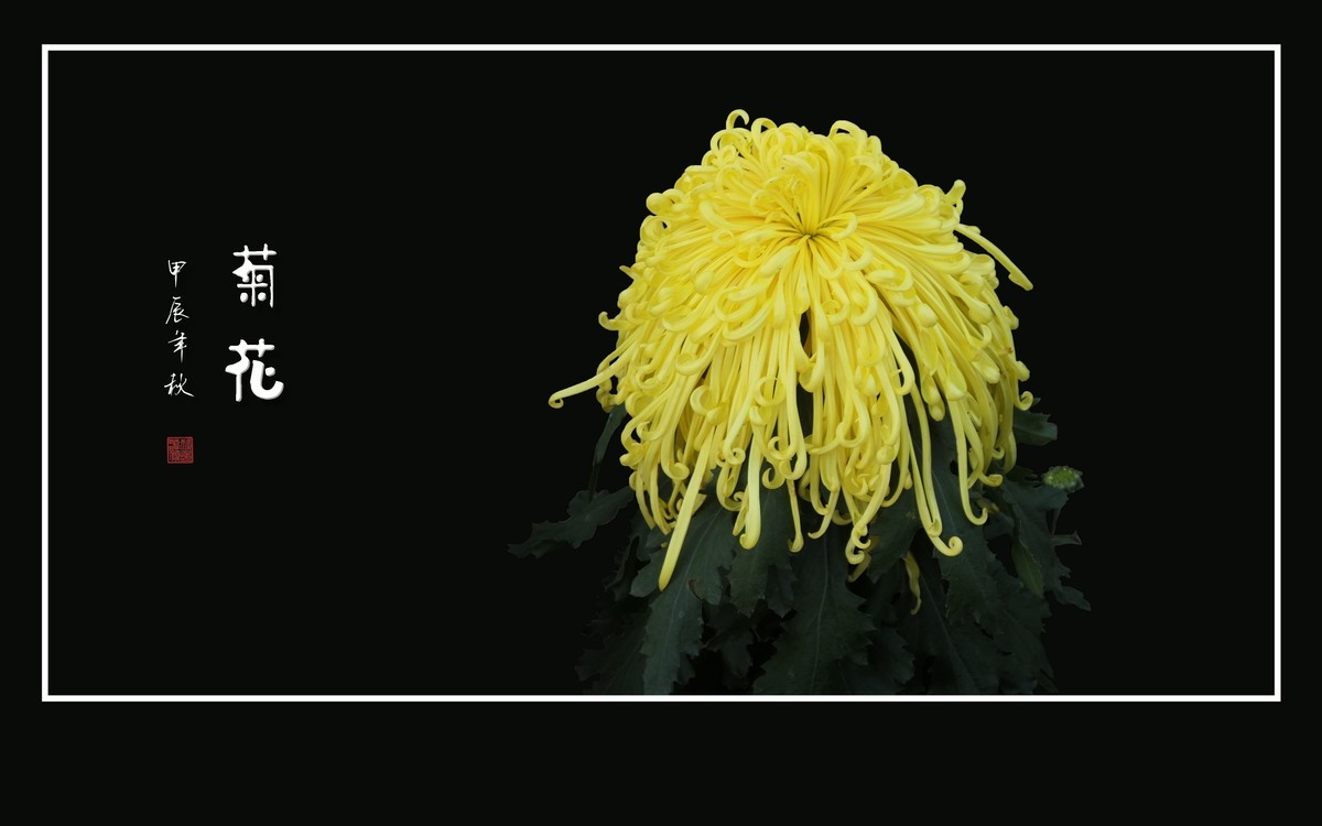 不惧寒风的秋菊花