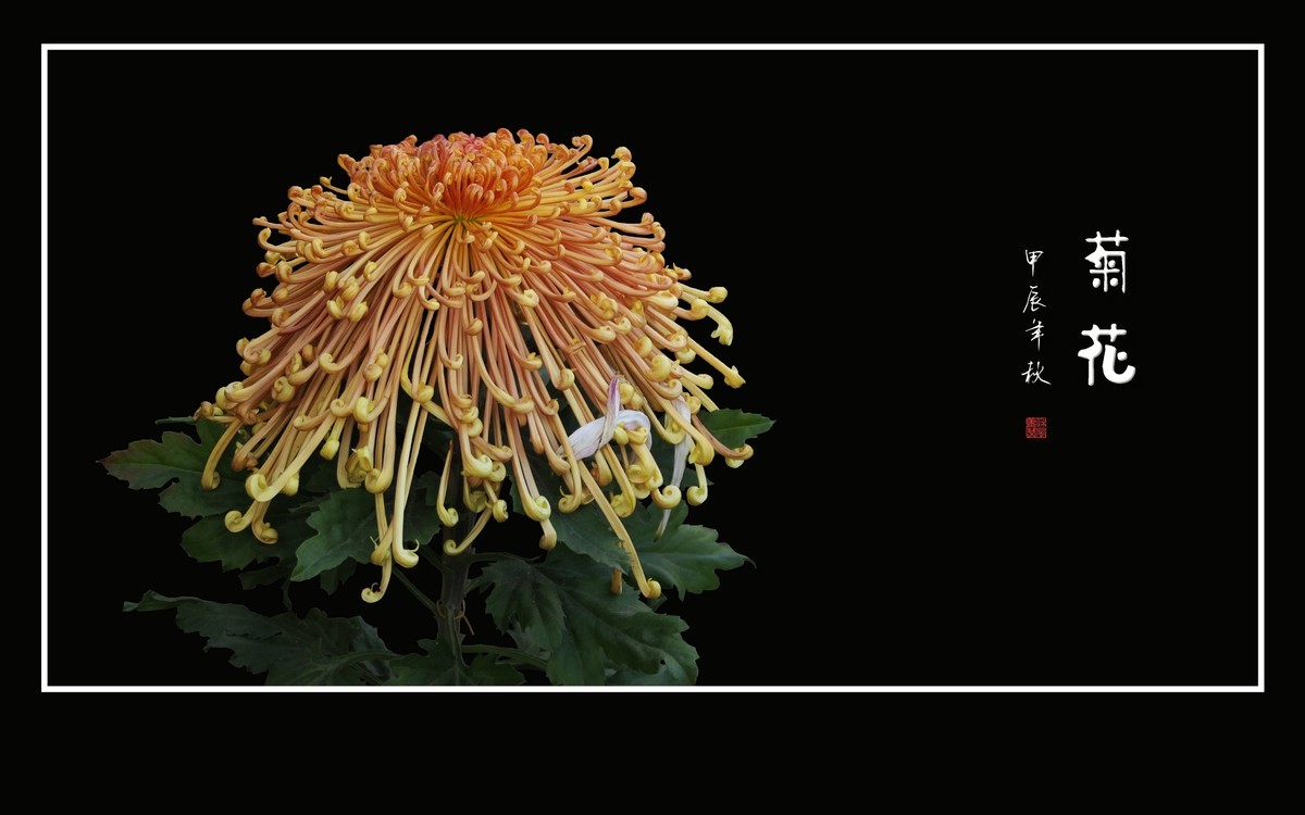 不惧寒风的秋菊花