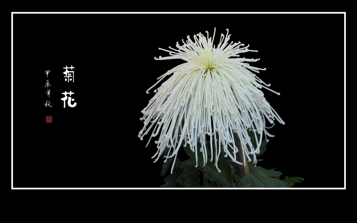 不惧寒风的秋菊花