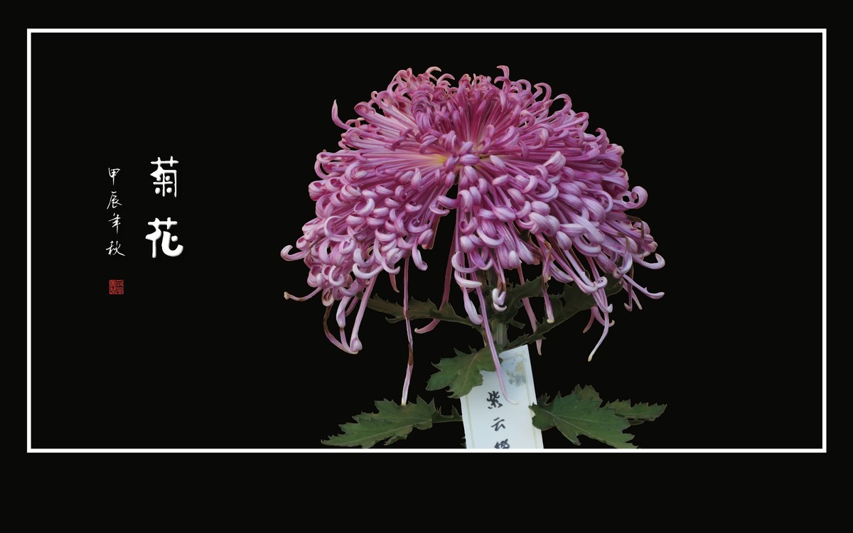 不惧寒风的秋菊花