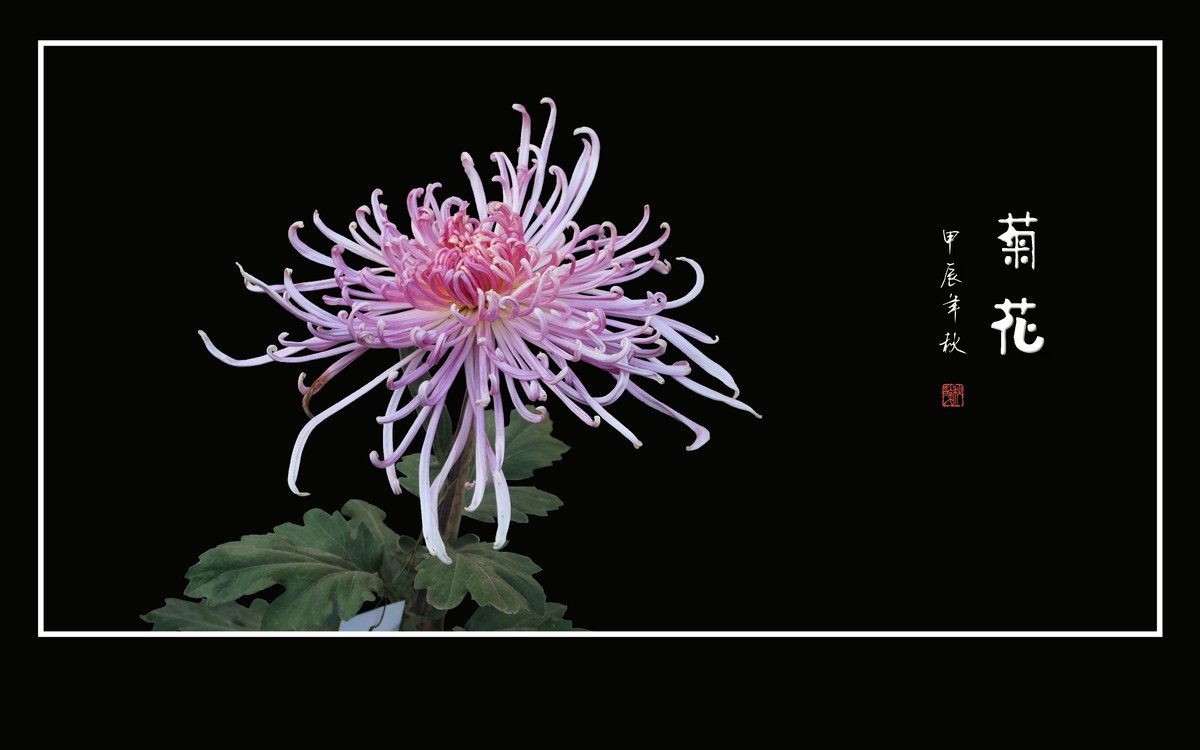 不惧寒风的秋菊花