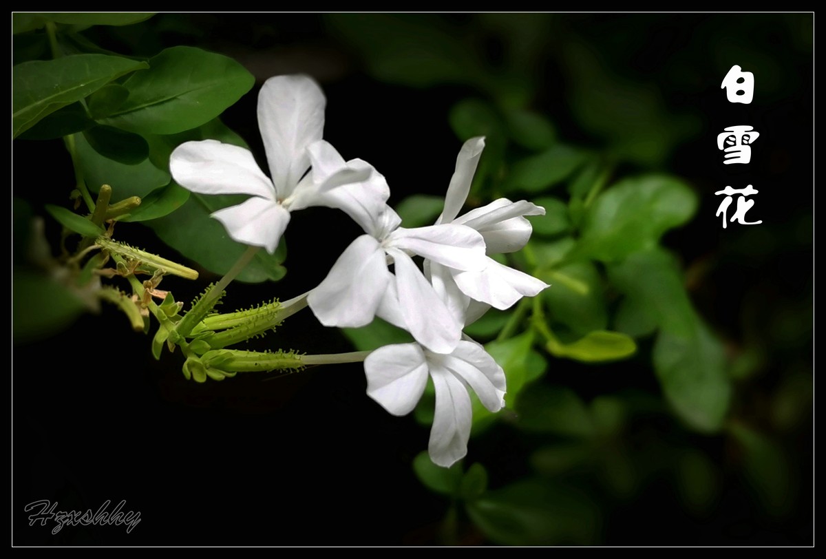 白雪花（2024275）