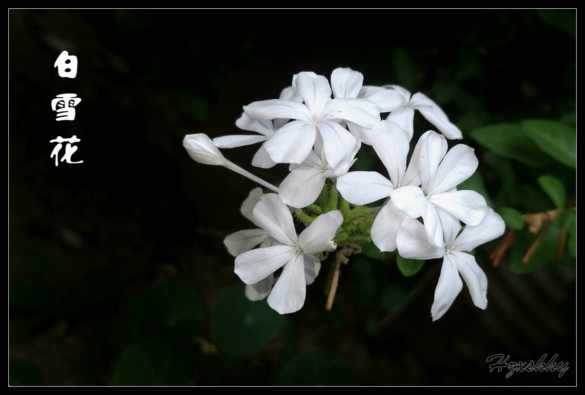 白雪花（2024275）