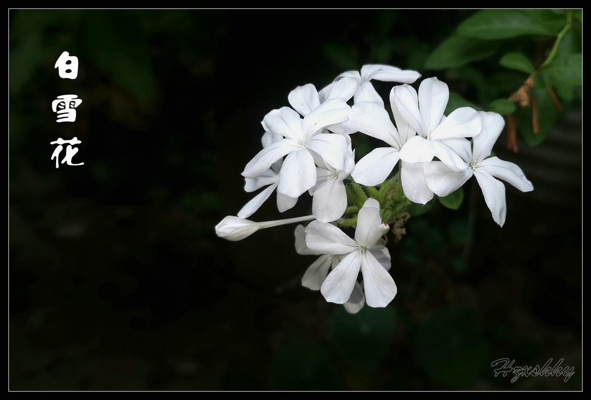 白雪花（2024275）